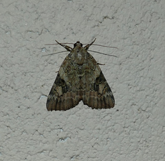 Catocala micronympha