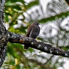 Patagioenas plumbea
