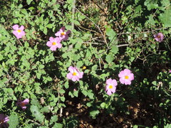 Cistus creticus eriocephalus