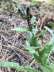 Gnophaela latipennis