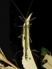 Image of Brizoides nigricornis