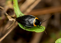 Hemithyrsocera palliata