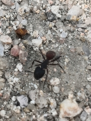 Camponotus cruentatus