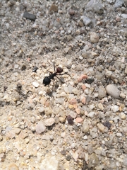 Camponotus cruentatus