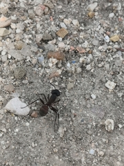Camponotus cruentatus