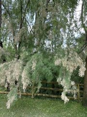 Tamarix gallica