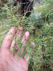 Cupressus bakeri
