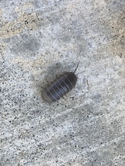 Armadillidium vulgare