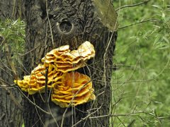 Laetiporus sulphureus