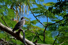 Patagioenas picazuro