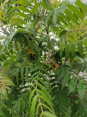 Rhus typhina