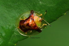 Aspidimorpha furcata