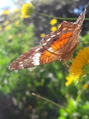 Anartia amathea