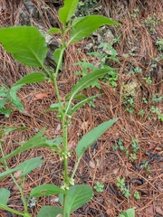 Witheringia mexicana