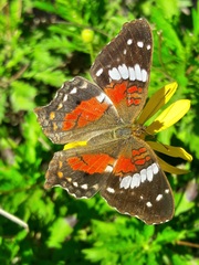 Anartia amathea