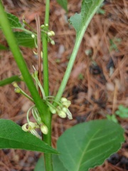 Witheringia mexicana