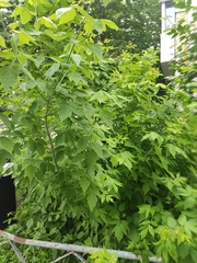 Acer negundo