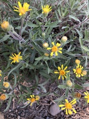 Heterotheca hirsuta