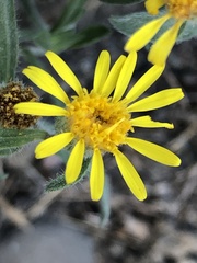 Heterotheca hirsuta