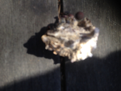 Saccostrea glomerata