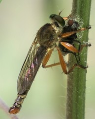 Polacantha gracilis image