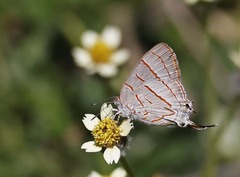 Hemiolaus caeculus caeculus