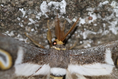 Epiphora rectifascia