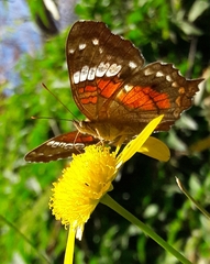 Anartia amathea