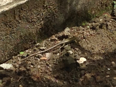 Trachylepis