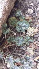 Heuchera soltisii