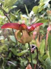 Sarracenia jonesii