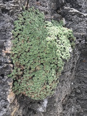 Petrophytum caespitosum caespitosum