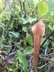 Sarracenia jonesii
