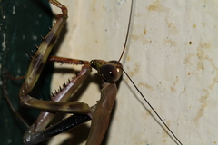 Plistospilota maxima