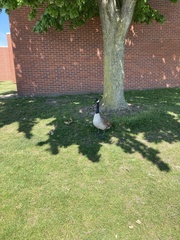 Branta canadensis