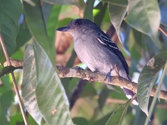 Thamnophilus stictocephalus