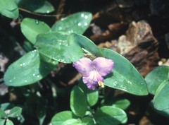Tradescantia brevifolia