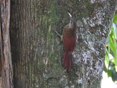 Dendrocolaptes certhia retentus