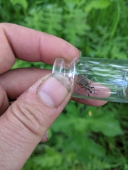 Liophloeus tessulatus