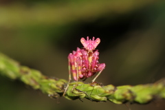 Pseudocreobotra ocellata