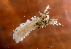 Trachythyone candida