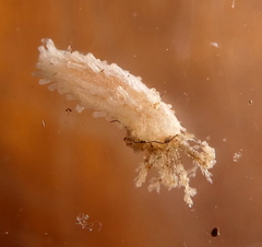 Trachythyone candida