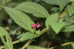 Pseudocreobotra ocellata