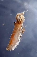 Trachythyone candida