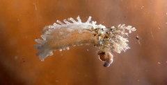 Trachythyone candida