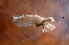 Trachythyone candida