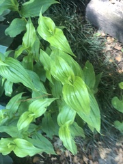 Tricyrtis formosana