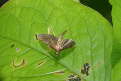 Cangetta hartoghialis