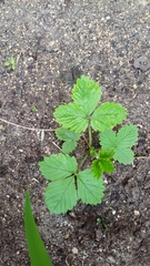 Rubus arcticus