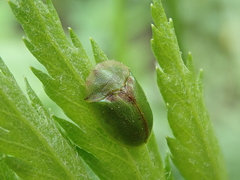 Cassida sanguinosa